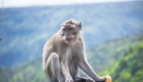 猴子最新爆料,猴子最新爆料,带你走进娱乐圈的幕后真相